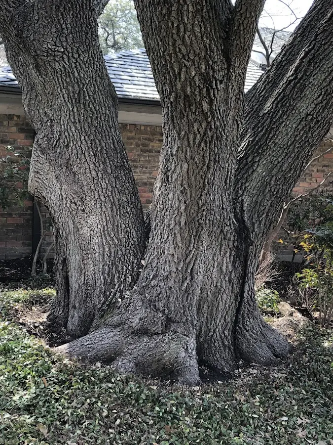 Mature heritage tree close to a Outlook property cared for by certified arborists